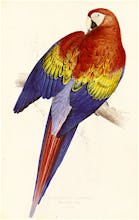 Red and Yellow Maccaw