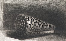 The Shell (Conus Marmoreus), 1650