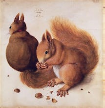 Squirrels, 1512