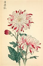'Azuma Shibori' Chrysanthemum