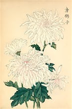 'Karashishi' (Chinese Lion) Chrysanthemum