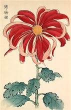 'Nishiki No Mihata' Chrysanthemum