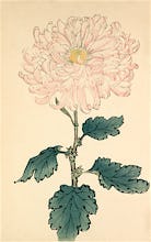 'Usu Sakura' ( Blossom) Chrysanthemum