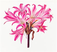 Amaryllis belladonna 'Rubra'