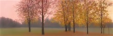 Autumn Dawn, Maples