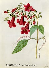 Bignonia echinata, Hedge-hog Trumpet Flower