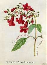 Bignonia echinata, Hedge-hog Trumpet Flower