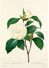Camellia (var) fleurs blanches: Camellia Japonica