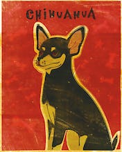 Chihuahua (black and tan)
