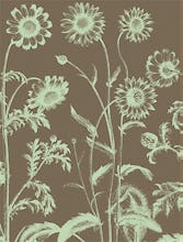 Chrysanthemum 12