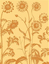 Chrysanthemum 19