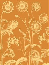 Chrysanthemum 20