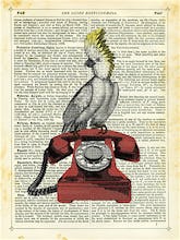 Cockatoo on Telephone