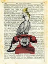 Cockatoo on Telephone