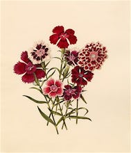 Dianthus chinensis