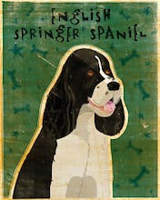 English Springer Spaniel (black and white)