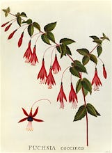 Fuchsia coccinea