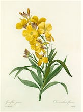 Girofl�e jaune : Cheiranthus flavus