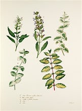 Herbs Plate II
