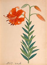 Lilium leichtlinii var. maximowiczii