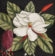 Magnolia altissima, flore ingenti candido