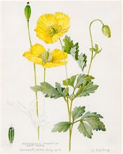 Meconopsis cambrica (Welsh Poppy)