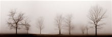 Misty Meadow
