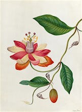 Monier's Passion Flower