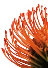 Orange Protea 4