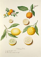 Oranges et Citrons II