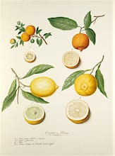 Oranges et Citrons II