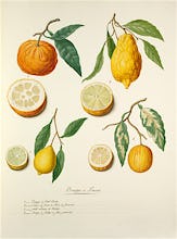 Oranges et Limons