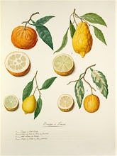 Oranges et Limons