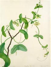 Passiflora vespertilio