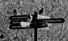 Pigeon post, St. James' Park
