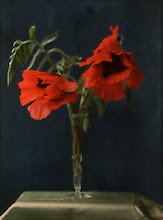 Red Poppies in Vase
