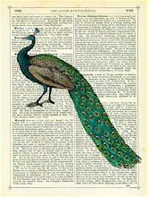 Roaming Peacock
