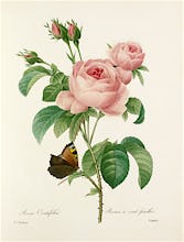 Rosa Centifolia : Rosier  cent feuilles