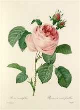 Rosa centifolia : Rosier  cent feuilles