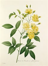 Rosier de Bancks Var.  fleurs jaunes