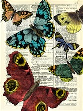 Selection of Butterflies