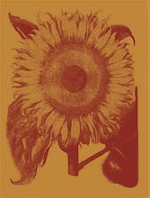 Sunflower 15