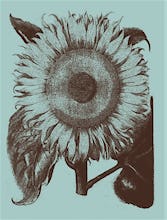 Sunflower 18