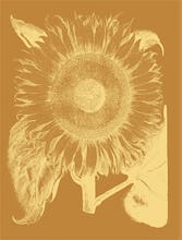 Sunflower 20