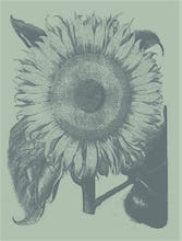 Sunflower 8