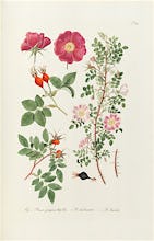 T107. Fig 1 Rosa pimpinellifolia