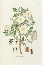 T124. Rosa spinosissima