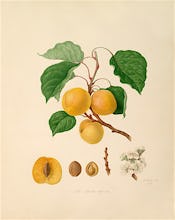 The Breda Apricot