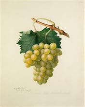 The Cannon Hall Muscat Grape