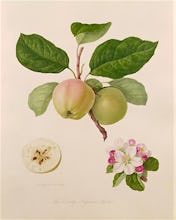 The Early Russian Apple